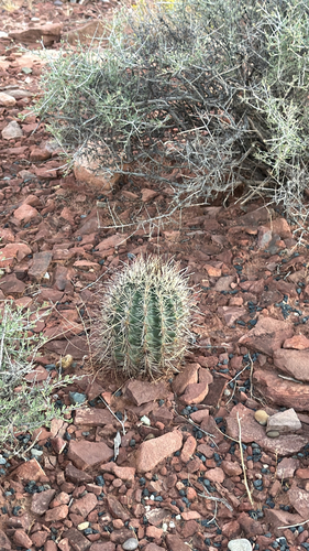 Smallflower Fishhook Cactus