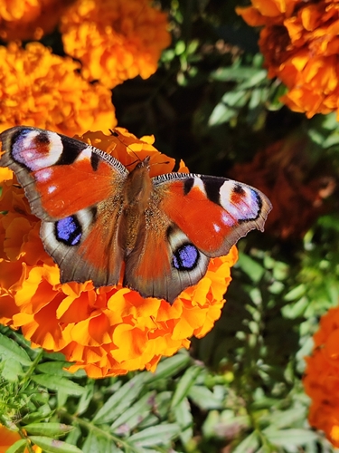 European Peacock Butterfly