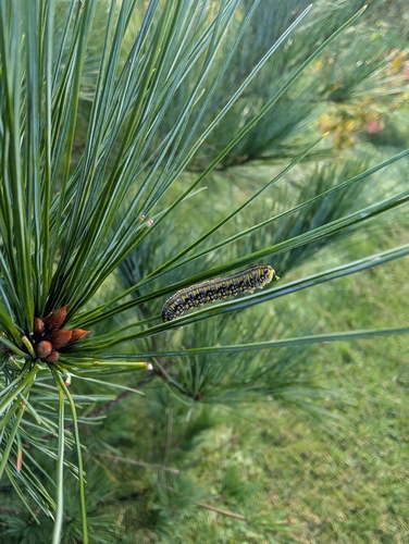 Introduced Pine Sawfly