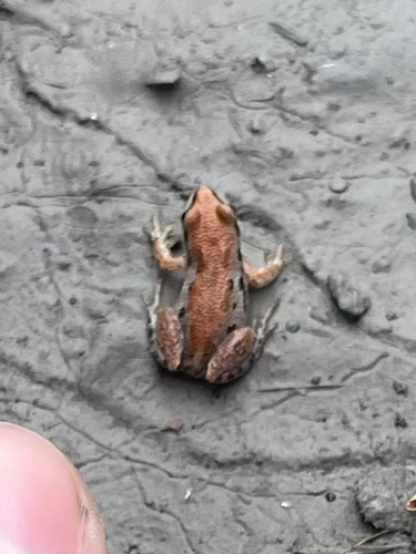 Boreal Chorus Frog