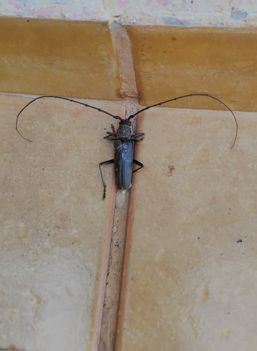 Juiaparus batus