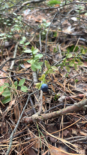 common bilberry