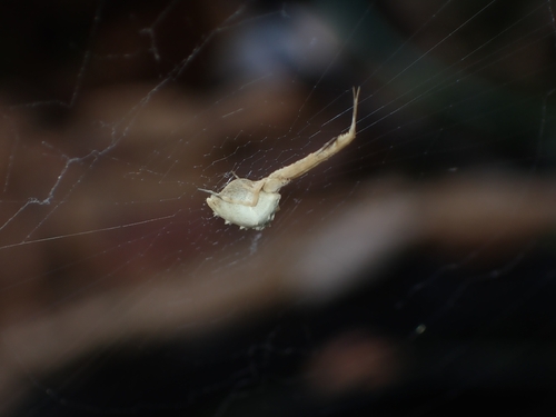Walckenaer's Feather-legged Spider