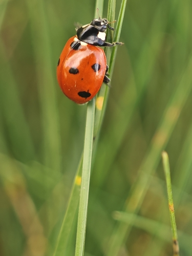 Seven-spotted Lady Beetle