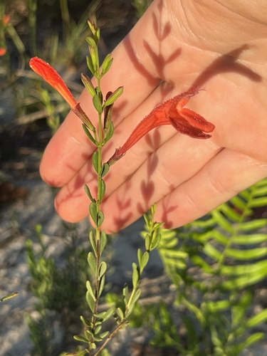Scarlet Calamint