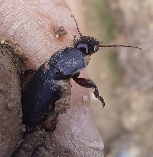 Strawberry Seed Beetle