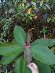Saurauia madrensis