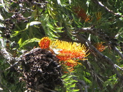 Grevillea robusta