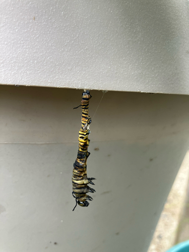 Monarch