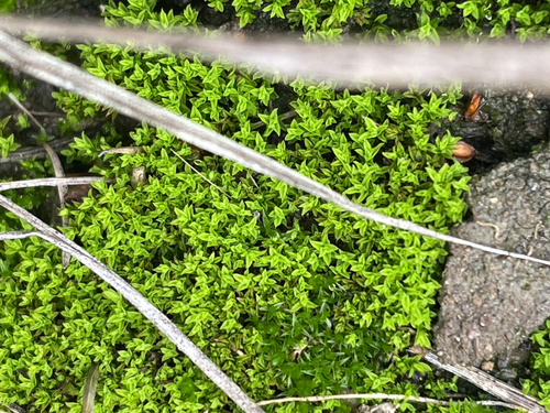 Barbula unguiculata observed 2026-09-18