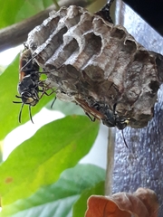 Polistes cinerascens