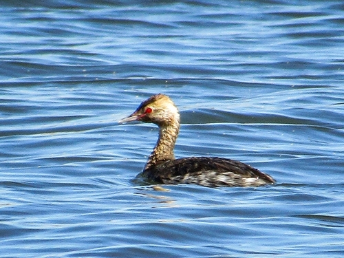 Horned Grebe