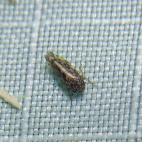 Xestocephalus, 2026-09-12