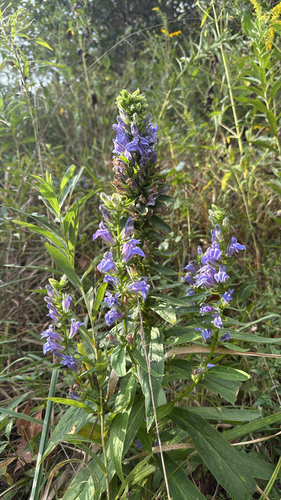 great blue lobelia