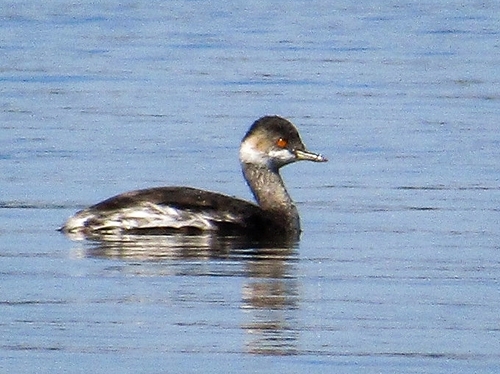 Eared Grebe