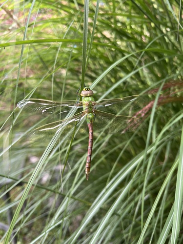 Common Green Darner