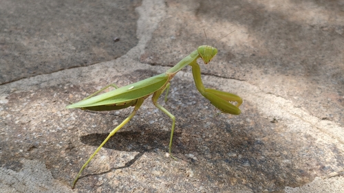 Transcaucasian Giant Mantis