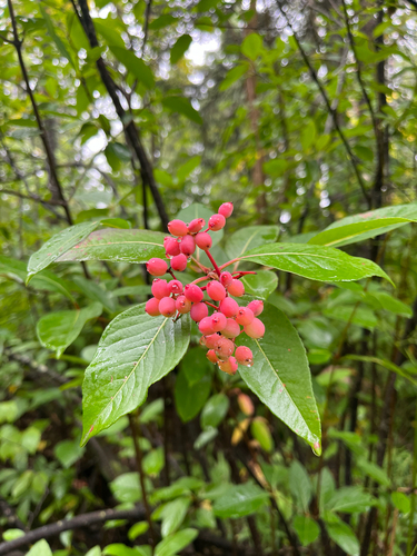 northern wild raisin
