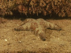 Anthenea sidneyensis