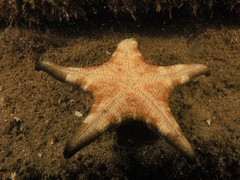 Anthenea sidneyensis