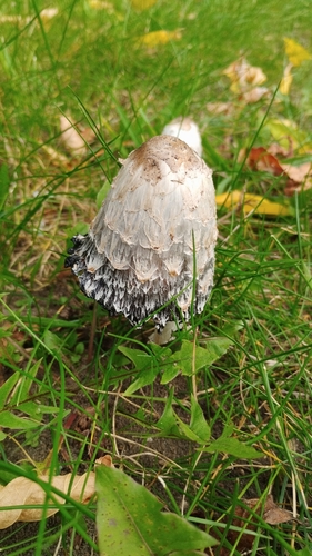 Shaggy Mane
