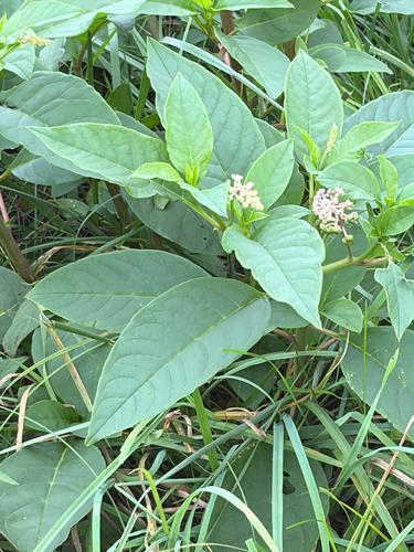 American pokeweed
