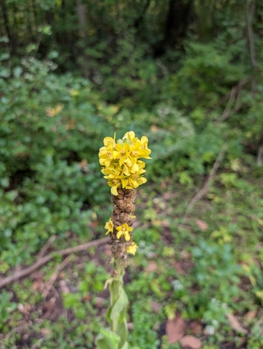 great mullein