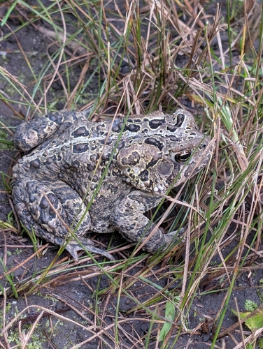 American Toad