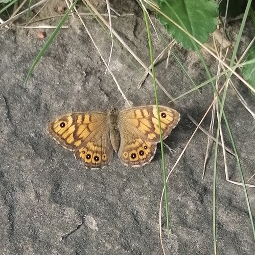 Wall Brown