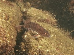 Hypoplectrodes jamesoni