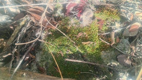 Tortula mucronifolia