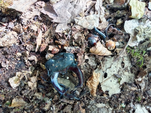European Stag Beetle