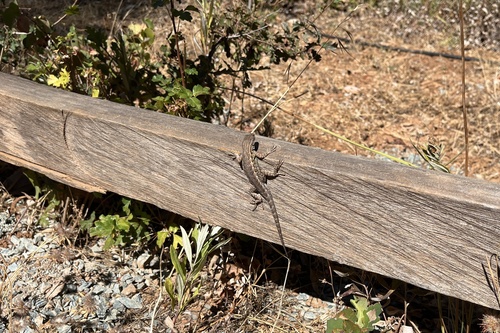 Western Fence Lizard