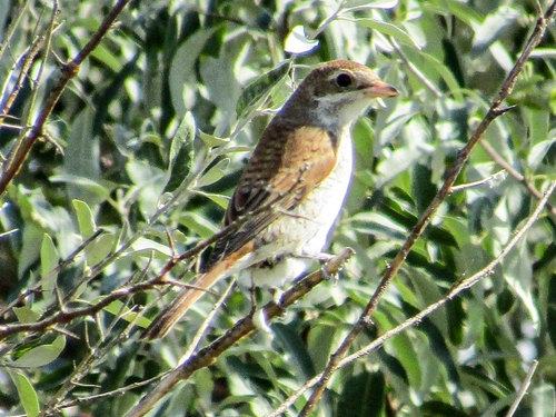 Red-backed Shrike