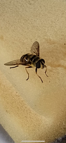 Yellow-haired Sun Fly