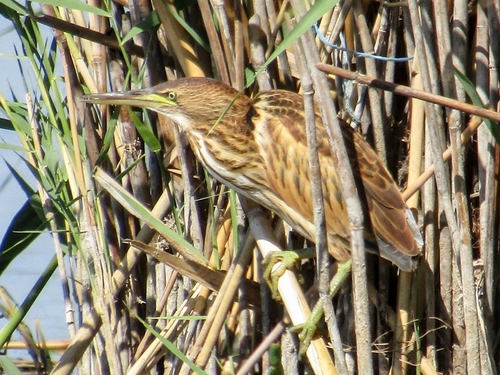 Little Bittern