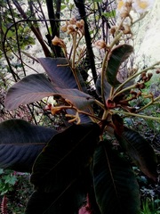 Saurauia madrensis