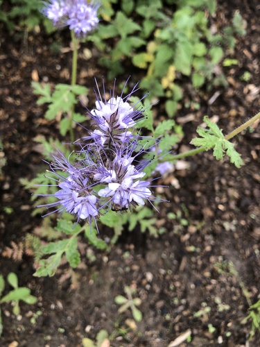 Lacy phacelia