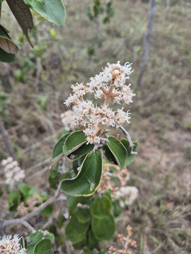 Miconia albicans