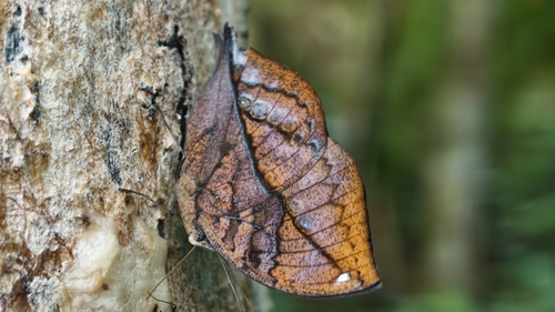 Sahyadri Blue Oakleaf