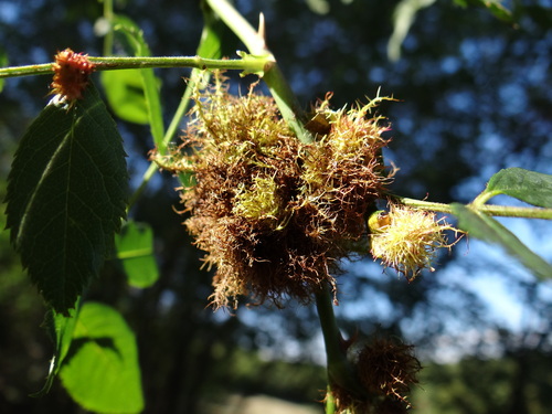 Mossy Rose Gall Wasp