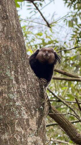Black-tufted-ear Marmoset