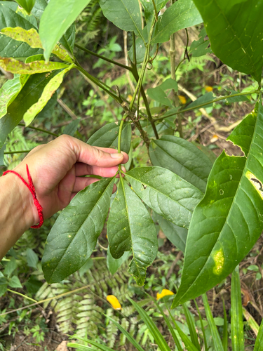 Melicope pteleifolia observed 2026-09-18