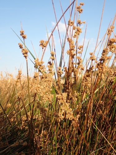 Juncus maritimus, photograph 3