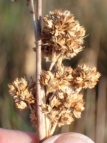 Juncus maritimus, photograph 4