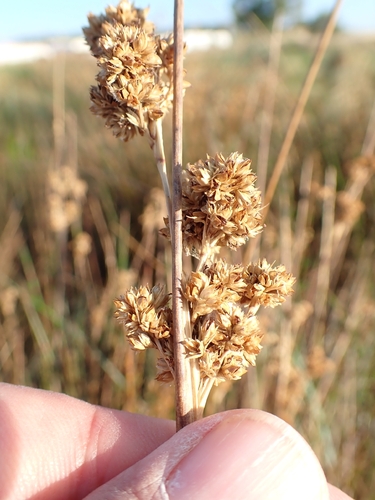 Juncus maritimus, photograph 5