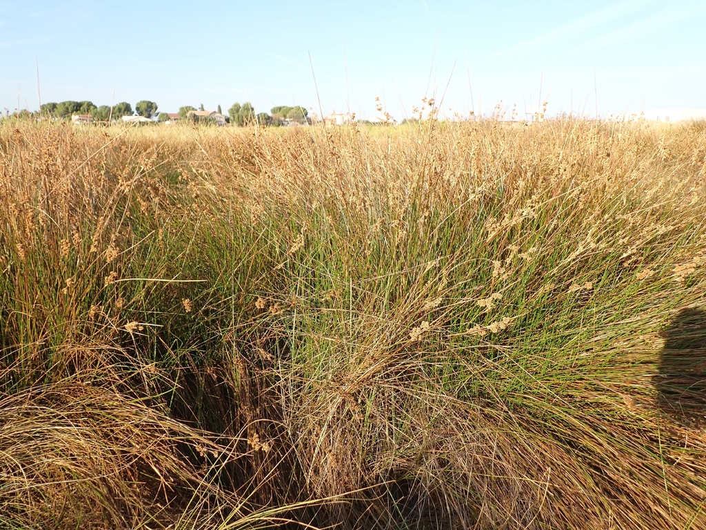 Juncus maritimus; photograph (c) Jorge Íñiguez, some rights reserved (CC BY)