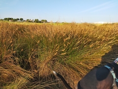 Juncus maritimus, photograph (c) Jorge Íñiguez, some rights reserved (CC BY)