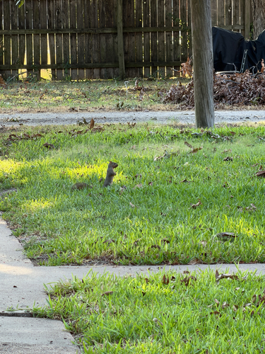 Eastern Fox Squirrel