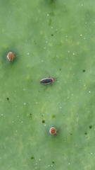 Hesperolabops gelastops